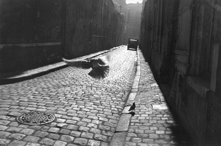 Pigeon in Cobbled Street, Orleans